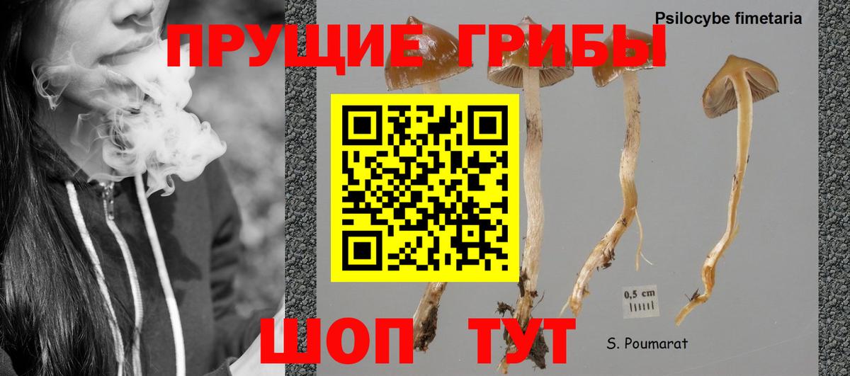 Галлюциногенные грибы Cubensis Лесосибирск